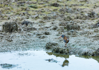 WATER RAIL - RASCON EUROPEO (Rallus aquaticus)