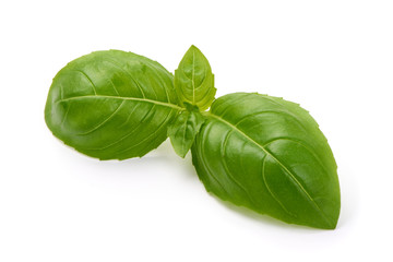 Fresh Green Basil Leaf, isolated on white background