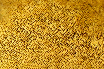 Spores of edible boletus in detail.