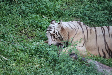 Fototapeta na wymiar This is a very rare shot of a wild white tiger.White tiger in prone.big white tiger lying on grass close up.