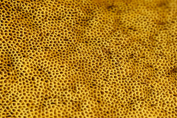 Spores of edible boletus in detail.