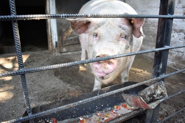 big white happy pig on farm