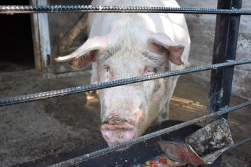 big white happy pig on farm