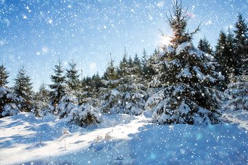 Snowfall in a german winter forest .Winter background.
