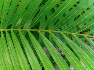 Golden cane palm or  areca palm leaves with drops of water