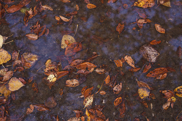 Fallen yellow leaves in a puddle. Golden Autumn Nature