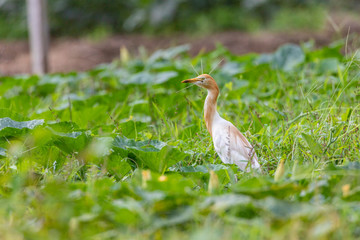 Cattle heron Ardea cinerea standing in a meadow. Looking for food in tall grass. The cattle heron is a long-legged predatory wading bird of the heron family, Ardeidae