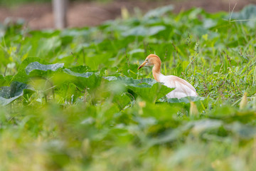 Cattle heron Ardea cinerea standing in a meadow. Looking for food in tall grass. The cattle heron is a long-legged predatory wading bird of the heron family, Ardeidae