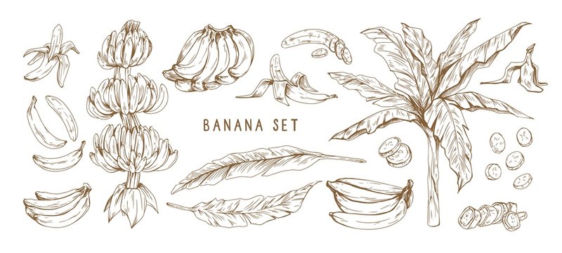Banana hand drawn monochrome vector illustrations set. Banana bunches, palm tree leaves. Exotic and tropical fruit engraved drawings in vintage style. Ripe healthy fruit isolated design elements.