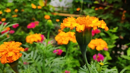 flowers in the garden