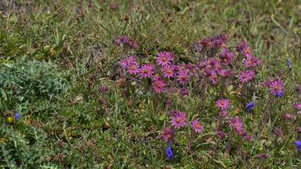 Fiori rosa di alta montagna, cresciuti sul sasso