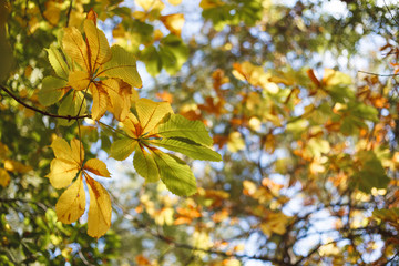 Autumn landscape, background. Golden autumn, space for text. Branches of chestnut trees with yellow foliage. Nature