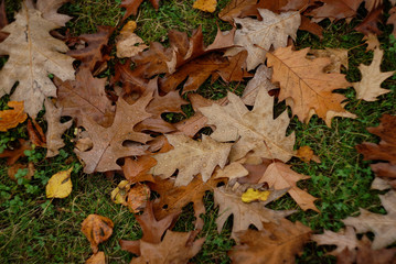 autumn leaves on grass