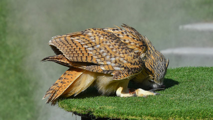 Gufo siberiano mangia la preda, in falconeria