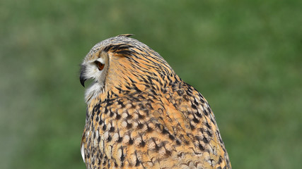 Gufo reale siberiano in primo piano, in falconeria
