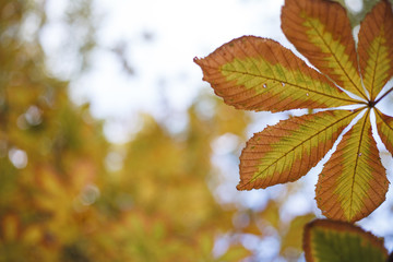 Autumn landscape, background. Golden autumn, space for text. Branches of chestnut trees with yellow foliage. Nature