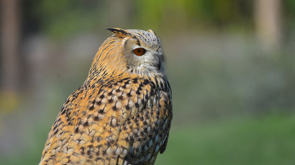 Gufo reale siberiano in primo piano, in falconeria