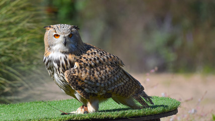 Gufo reale in primo piano, che guarda davanti, in falconeria