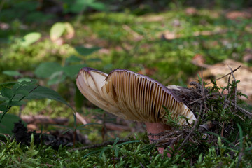 Edible mushroom Russula olivacea growing in the moss in the spruce forest. Mushroom with violet cap and purple red stem. Sunny day in the forest. Needles and plants around.