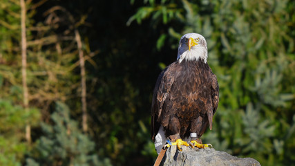 Aquila reale posata sul sasso, in primo piano, in falconeria