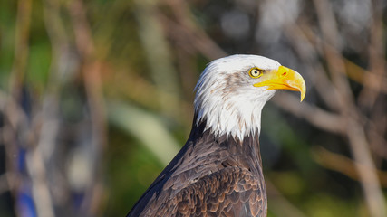 Aquila reale posata sul sasso, in primo piano, in falconeria