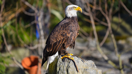 Aquila reale posata sul sasso, in primo piano, in falconeria