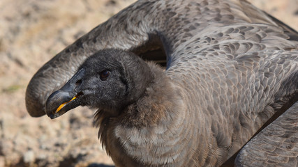 Avvoltoio africano posato sul prato, in falconeria