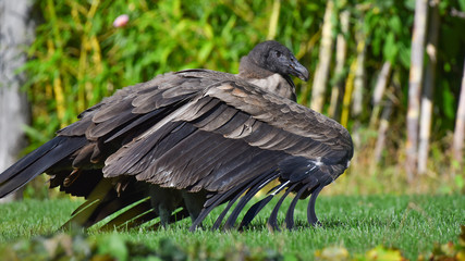 Avvoltoio africano posato sul prato, in falconeria