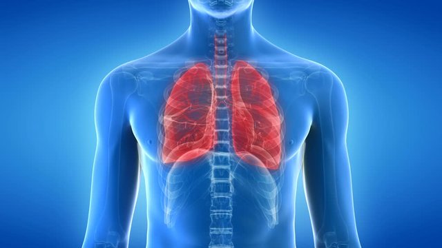 Human lungs inflating and deflating against a blue background, animation.