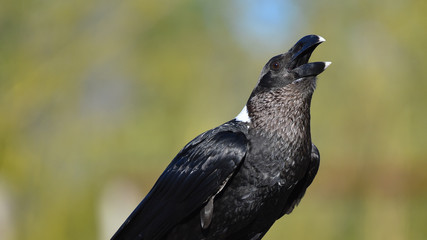 Corvo africano posato sul sasso, in falconeria