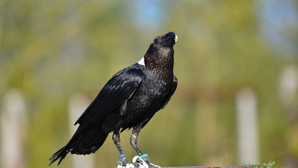 Corvo africano posato sul sasso, in falconeria