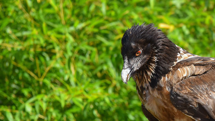 Falco rapace africano, posato sul sasso, in primo piano in falconeria
