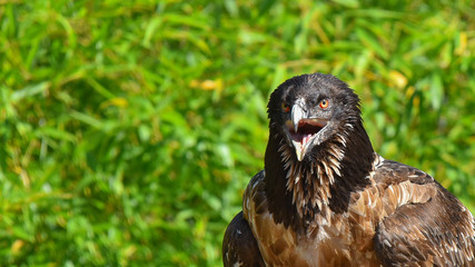 Falco rapace africano, posato sul sasso, in primo piano in falconeria