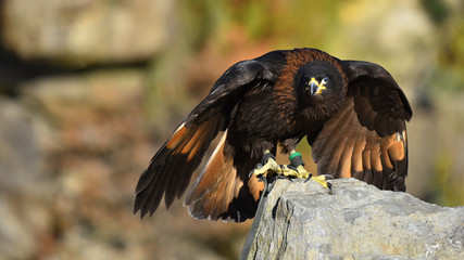 Falco rapace africano, posato sul sasso, in primo piano in falconeria