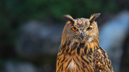 Faccia del gufo reale, in primo piano, con occhi giallo arancioni 