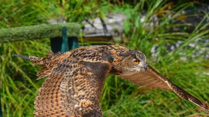 Gufo reale che sta volando 