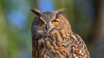 Faccia del gufo reale, in primo piano, con occhi giallo arancioni 