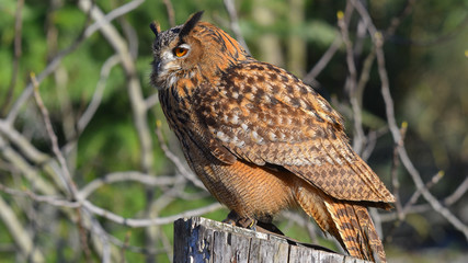 Gufo reale posato sul sasso, guarda a sinistra, in falconeria