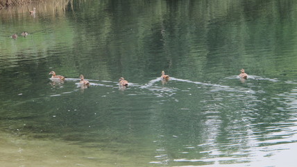geese on the lake