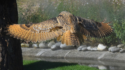 Gufo reale che sta volando 