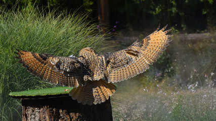 Gufo reale che sta volando 