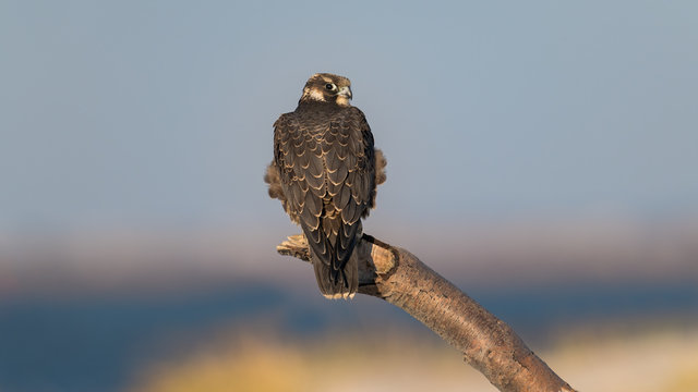 Peregrine Falcon perched on the beach in winter.