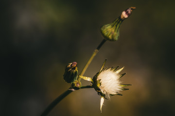 white thistle flower