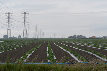 travel on delta del Po river country