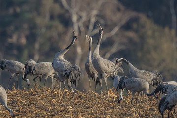 Obraz premium kraniche