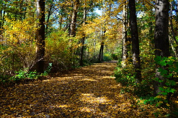 Obraz premium Jesień. Spadek. Jesienny Park. Jesienne drzewa i liście w świetle słonecznym