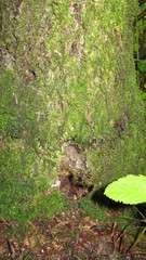 moss on tree trunk
