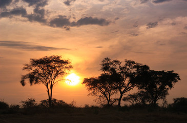 Fototapeta na wymiar Beautiful fiery sunset in the African savannah with silhouettes of trees.