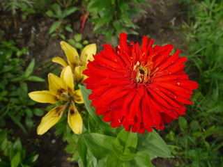 Цветок цинния красная и лилия желтая азиатская