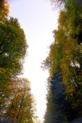 Trees in forest at autumn